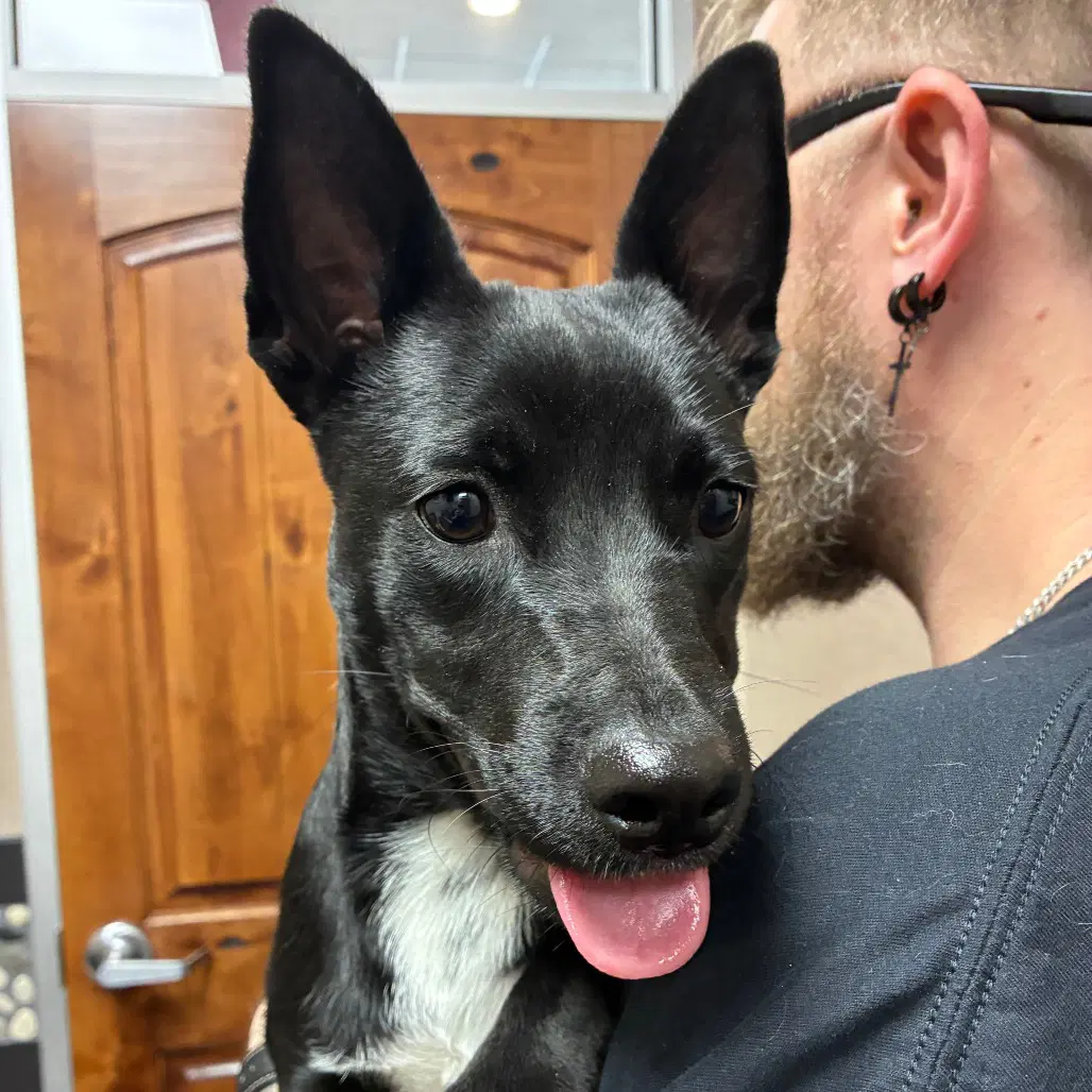 Independence - Terrier