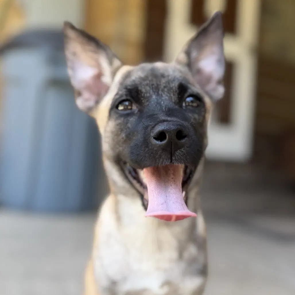 Liberty - Terrier