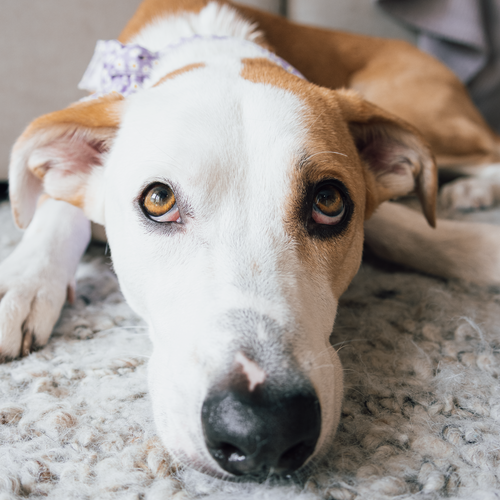 Tulip, Shepherd / Mixed