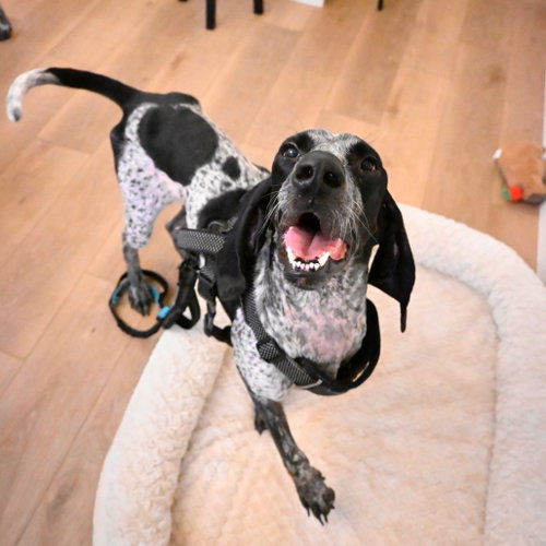 Mj, Bluetick Coonhound / Mixed