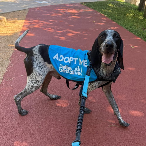 MJ, a dog for adoption from Dallas Pets Alive