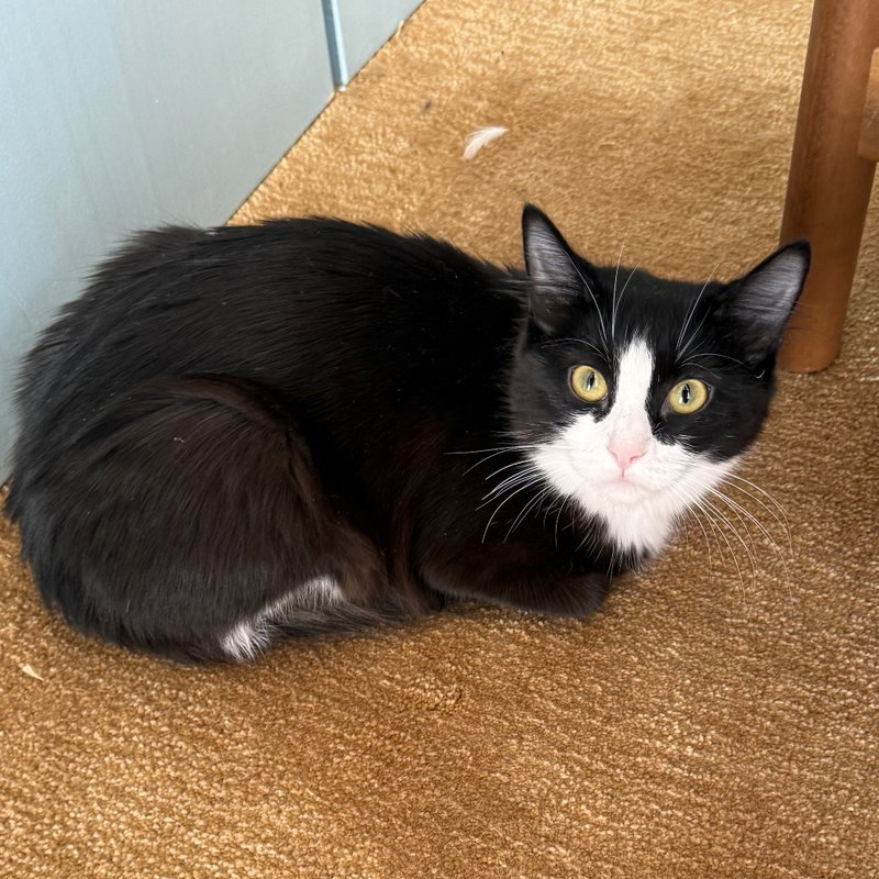 Jinx, a young female cat up for adoption