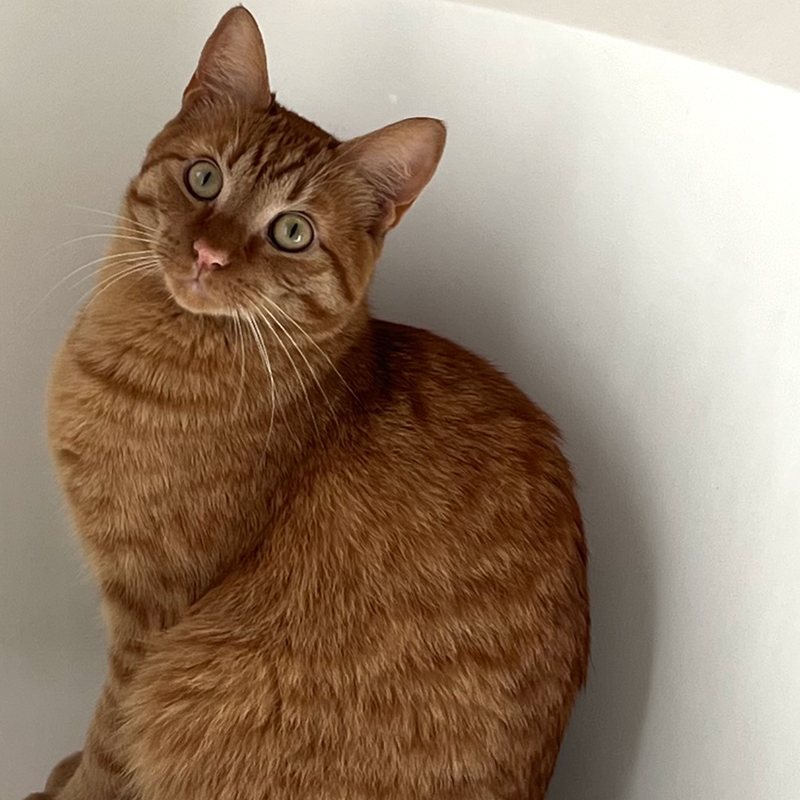 Kiba, an adult male cat up for adoption