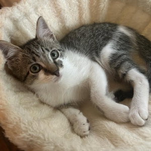 The Incredible Dash, a male kitten up for adoption