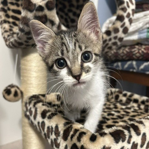 The Incredible Dash, photo 3