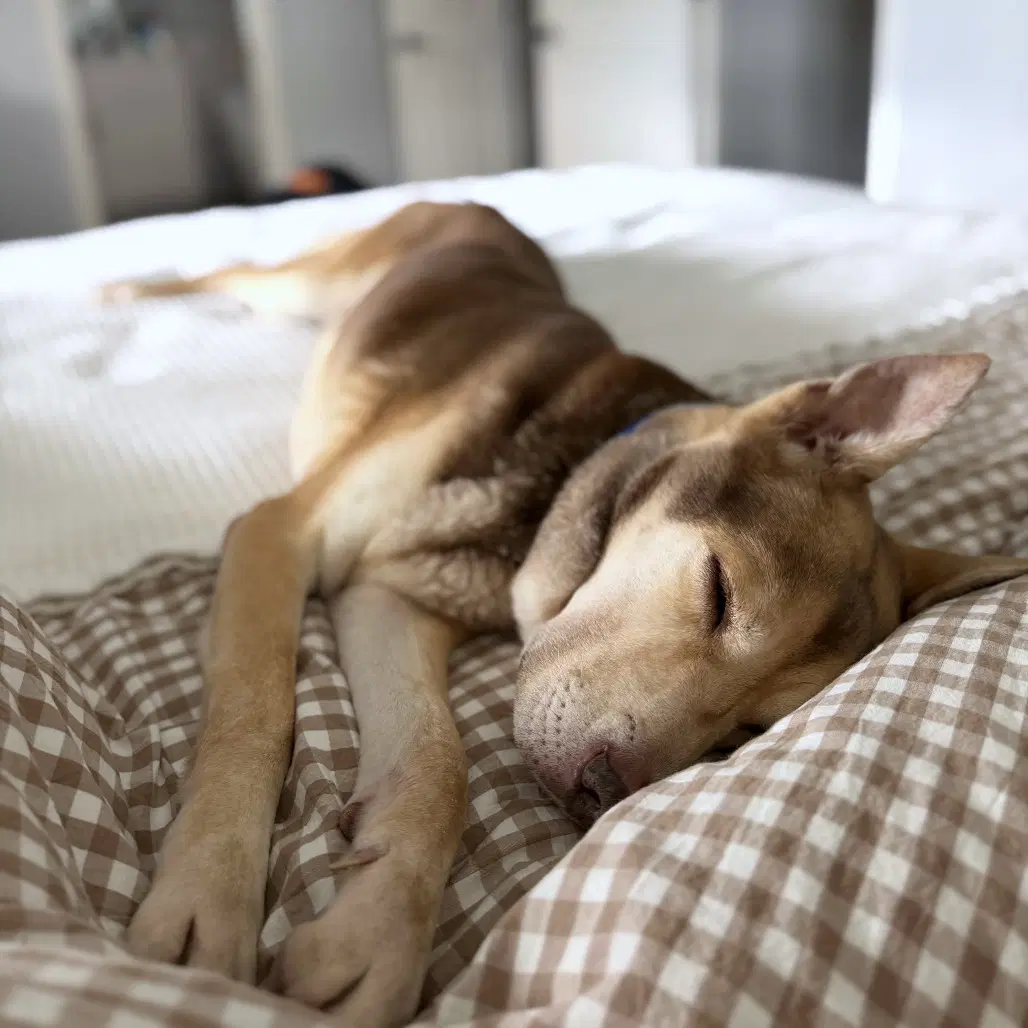 Layla - Terrier