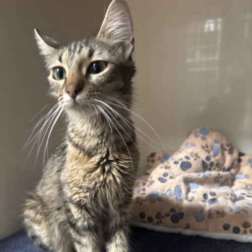 Gaia, Domestic Short Hair (short coat)