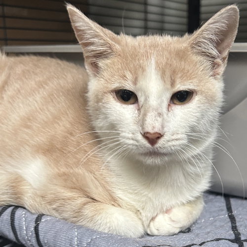Velma, Domestic Short Hair (short coat)
