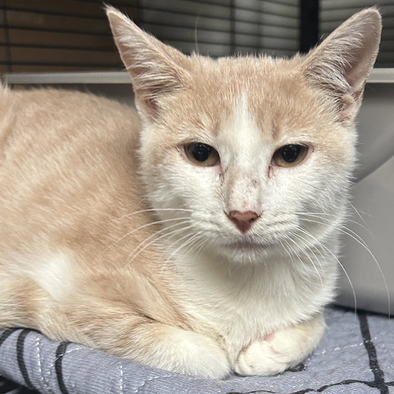 Velma, a female kitten up for adoption