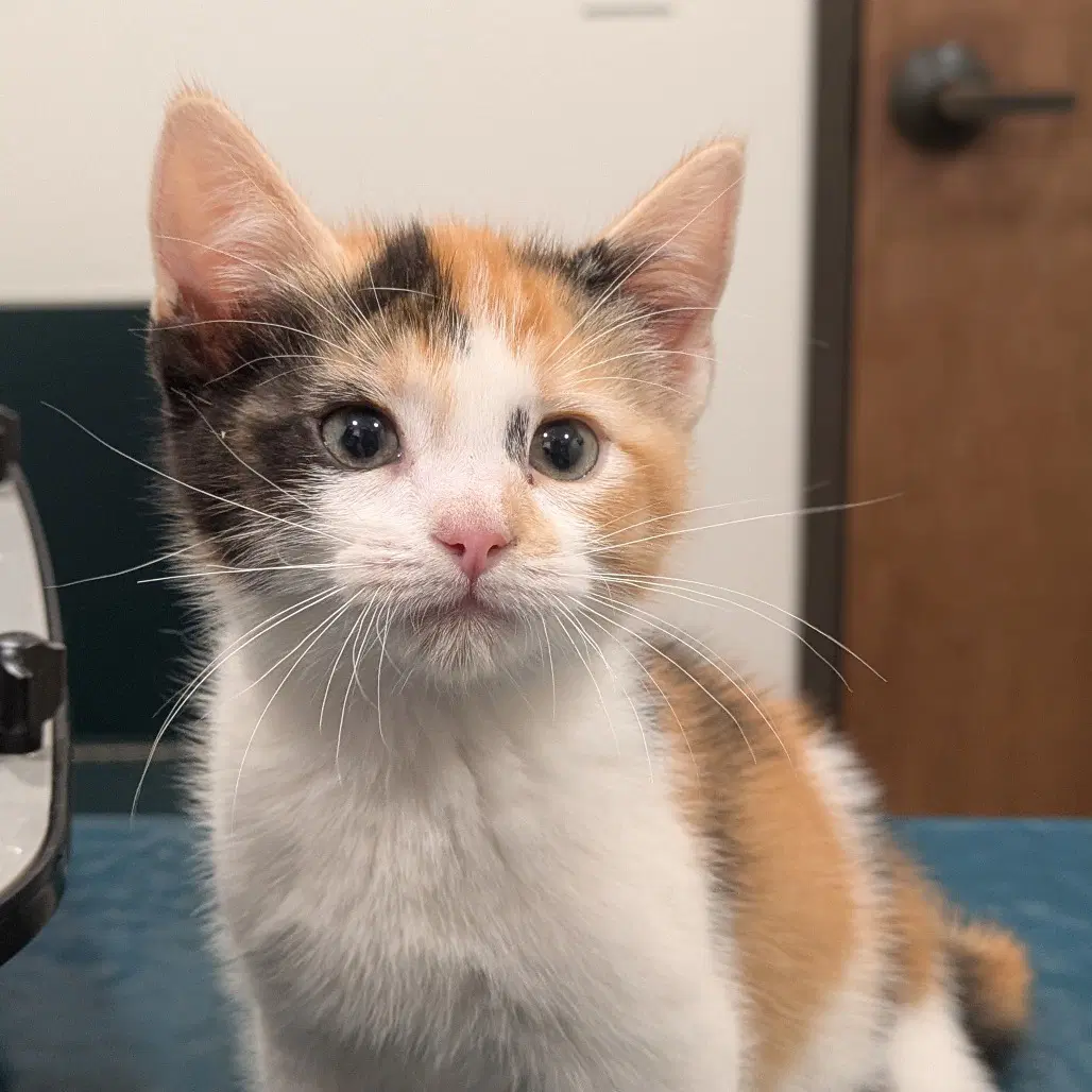 Pumpkin - Domestic Short Hair