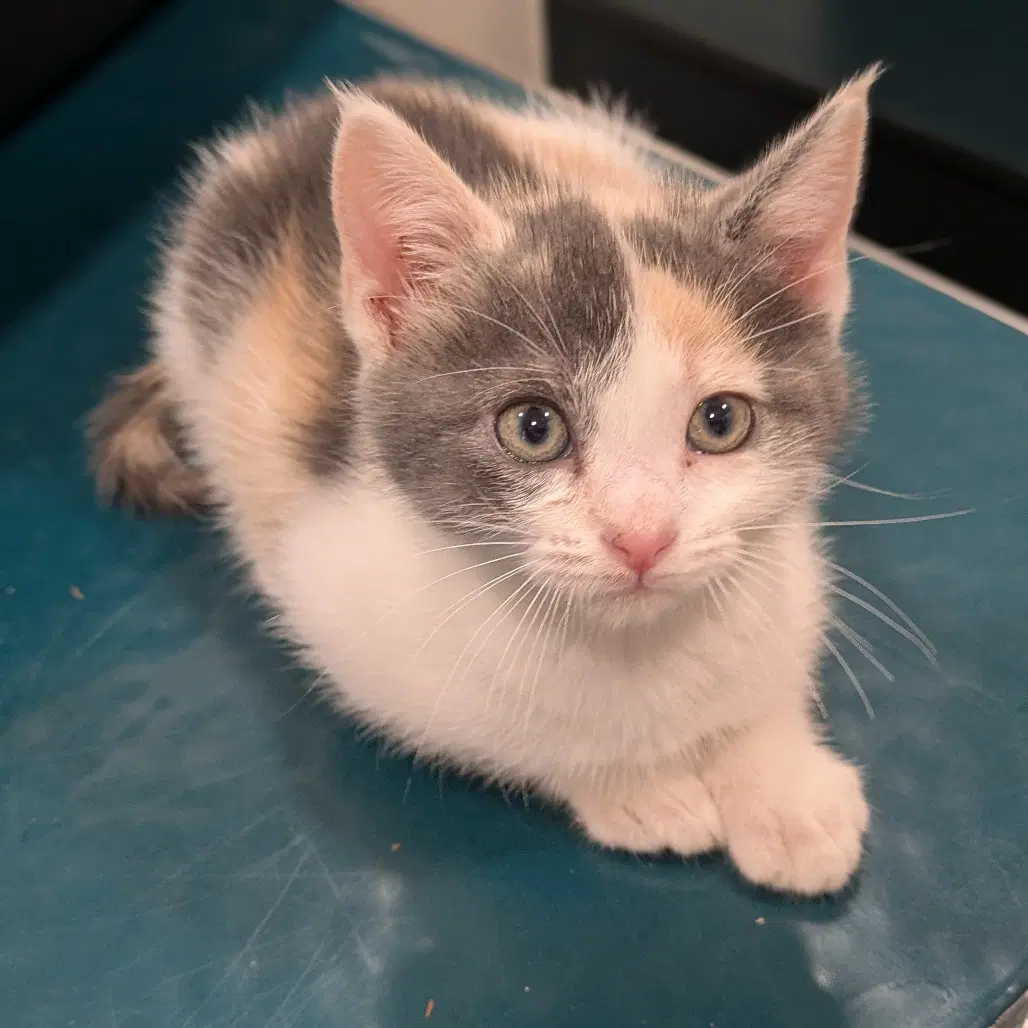 Yam - Domestic Short Hair