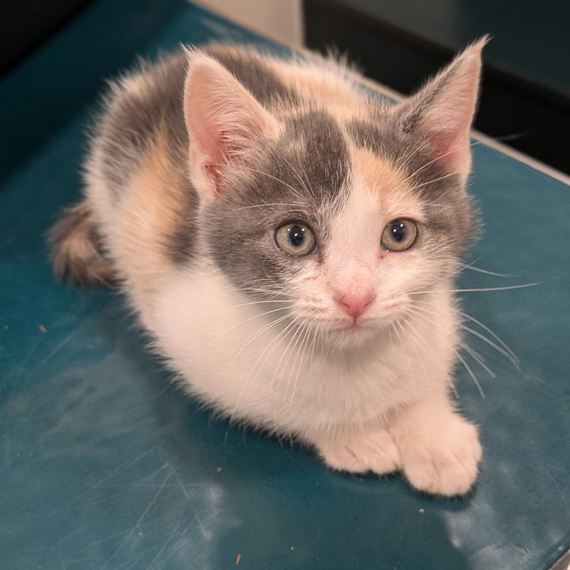 Yam, a female kitten up for adoption