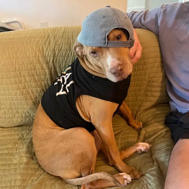 Remi - Terrier