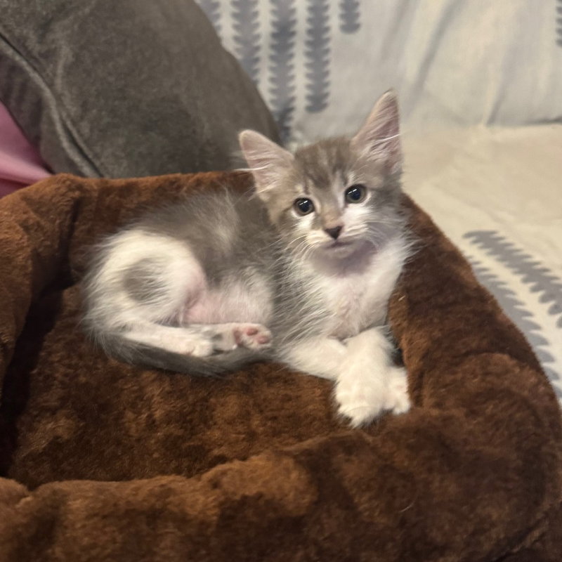 Kreme Brulee, a female kitten up for adoption