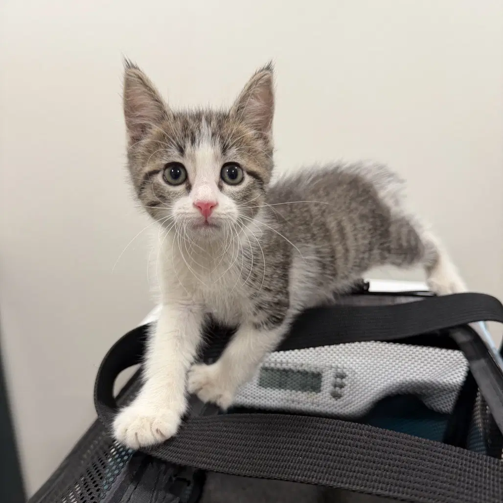 Peach - Domestic Short Hair