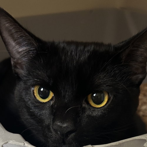Wednesday Addams, Domestic Short Hair (short coat)