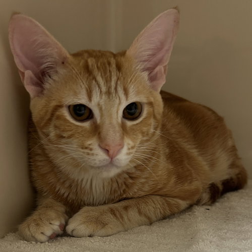 Sir Banks, Domestic Short Hair (short coat)
