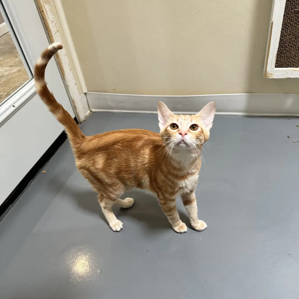 Sir Banks - Domestic Short Hair