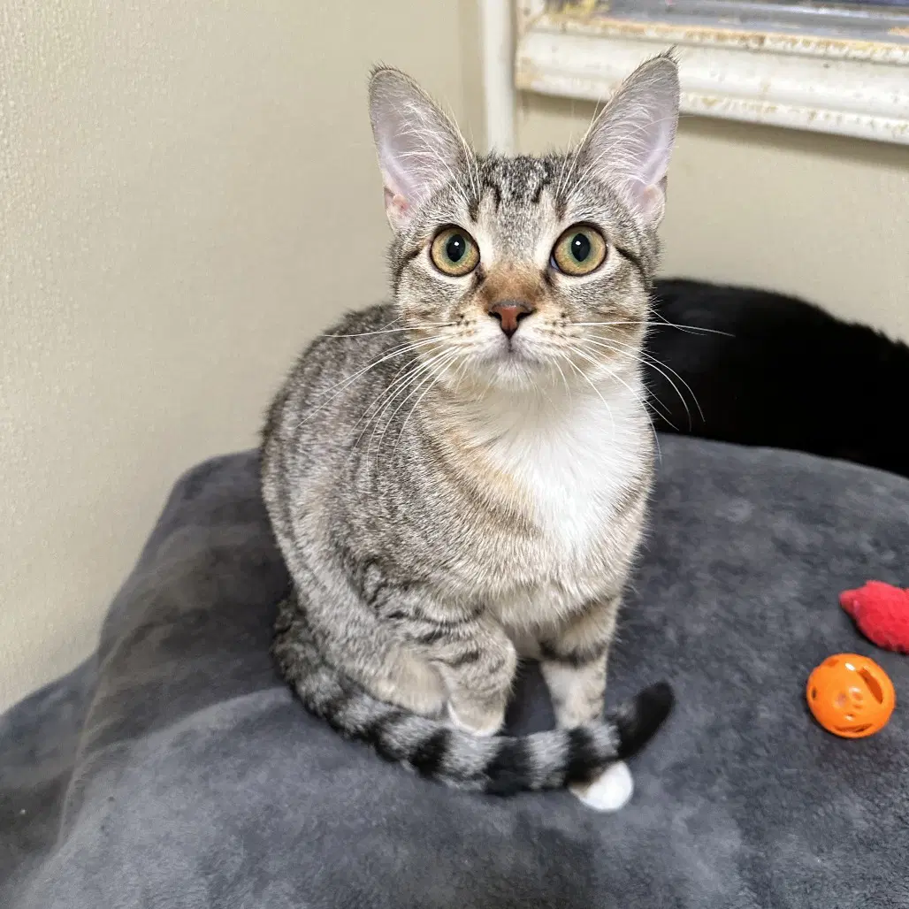Enid - Domestic Short Hair