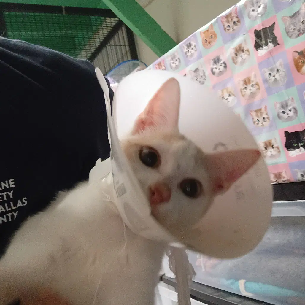 Cricket - Domestic Short Hair