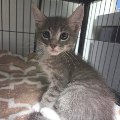 Scout, Domestic Short Hair (short coat)