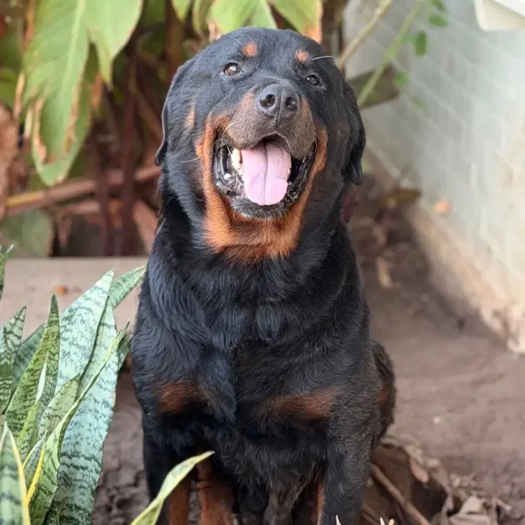 Cooper - Rottweiler