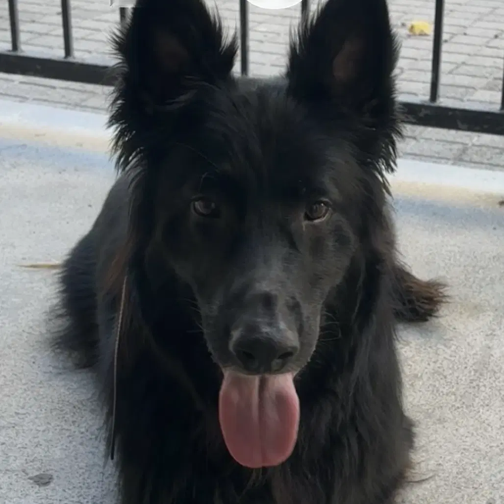 Onyx - German Shepherd Dog