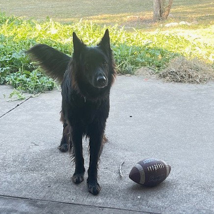 Onyx, photo 4