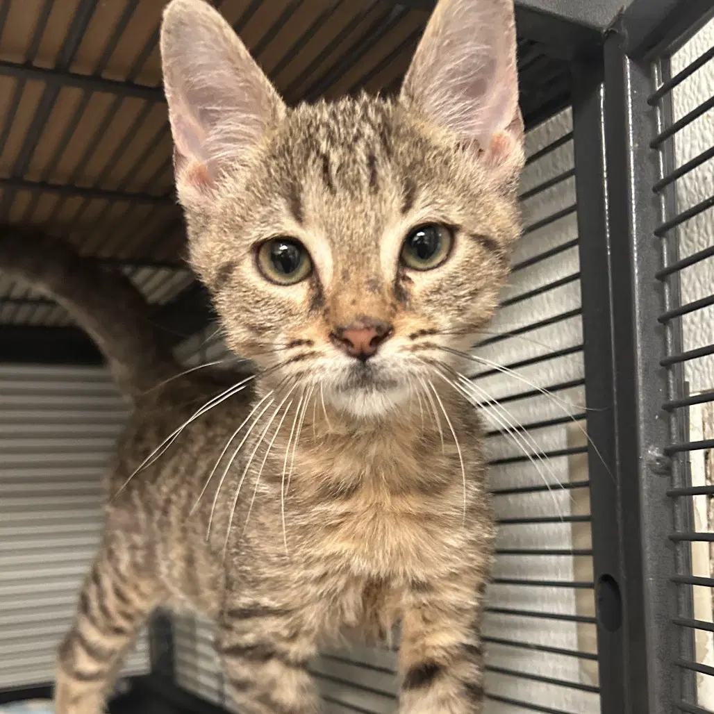 Comet - Domestic Short Hair