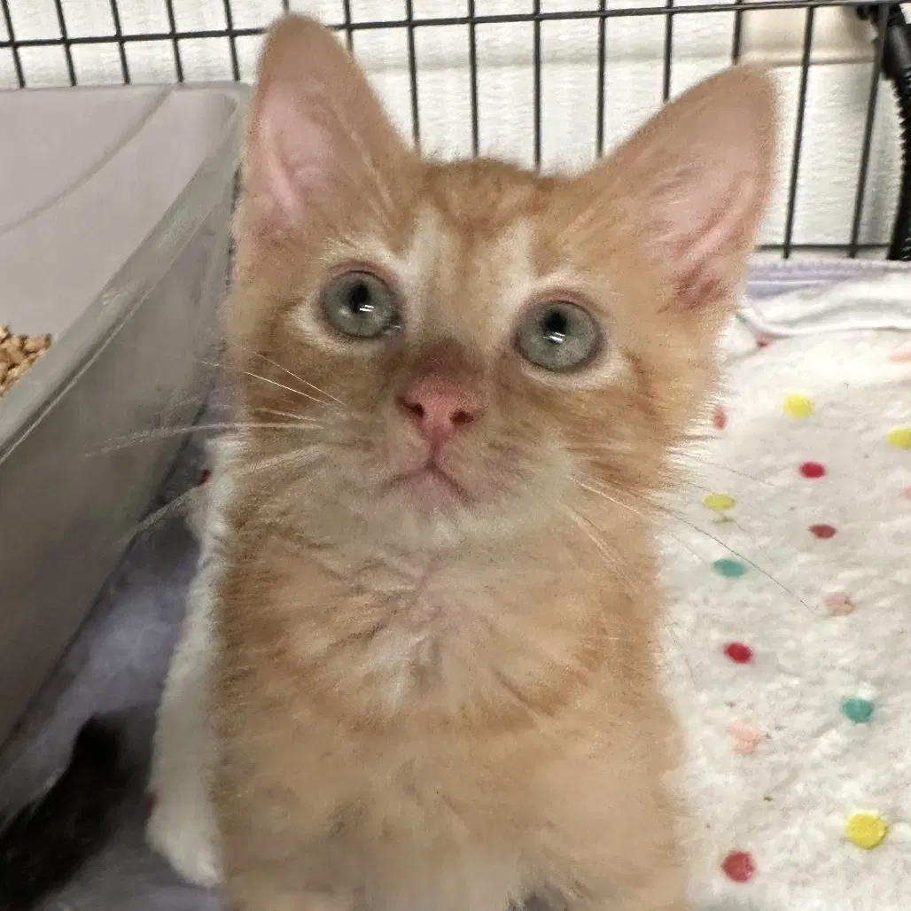 Bob - Domestic Short Hair