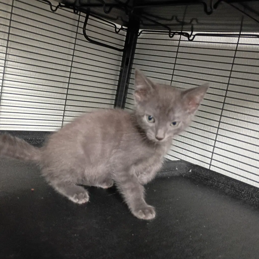 Charcoal - Domestic Short Hair