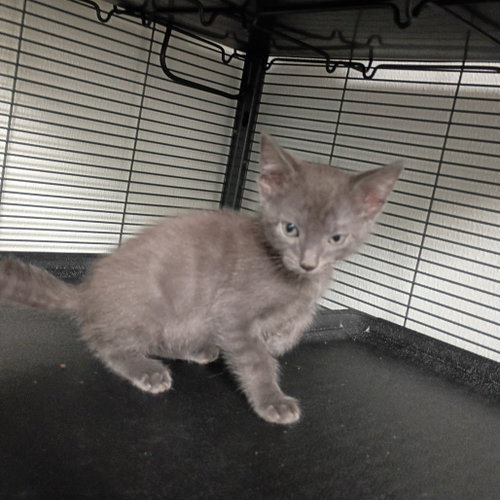 Charcoal, Domestic Short Hair (short coat)