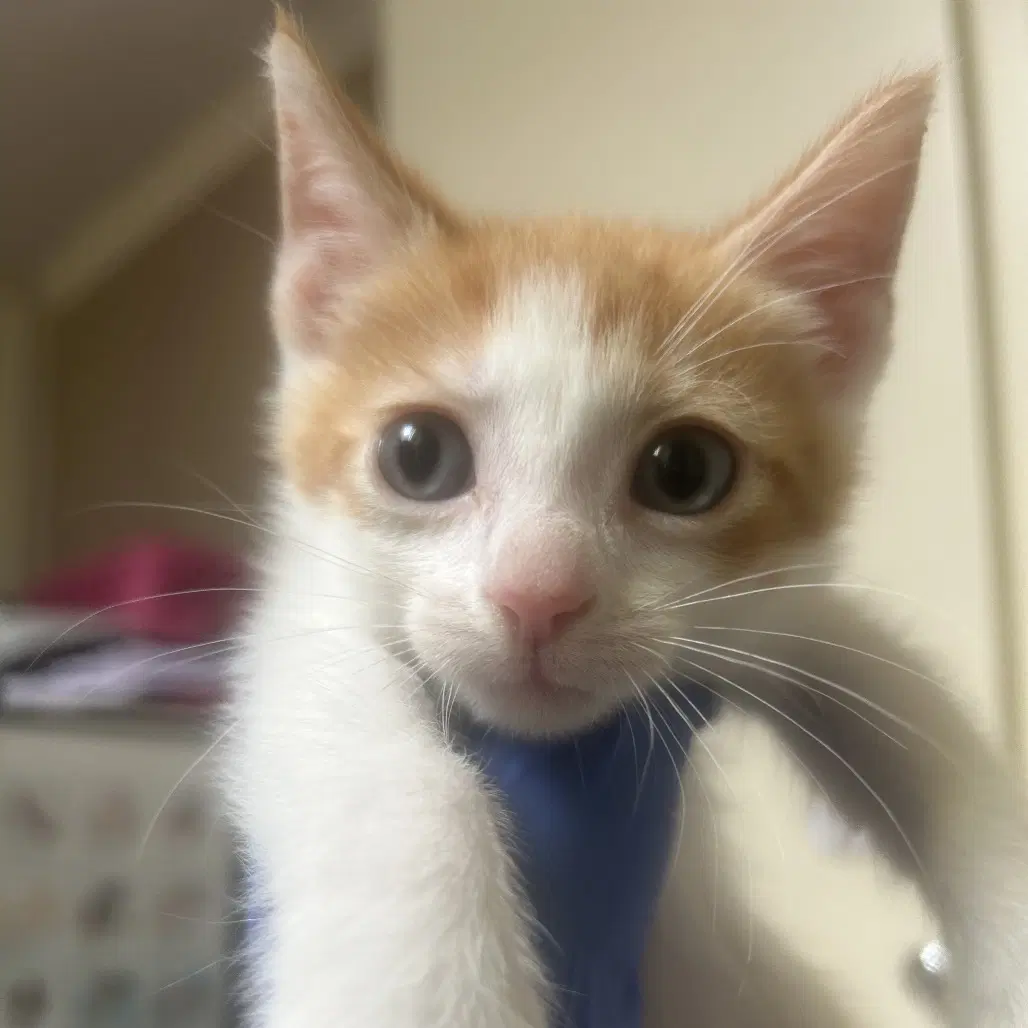 Lancelot - Domestic Short Hair
