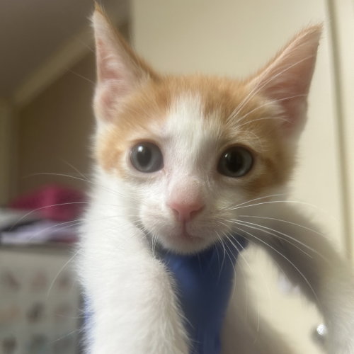Lancelot, Domestic Short Hair (short coat)