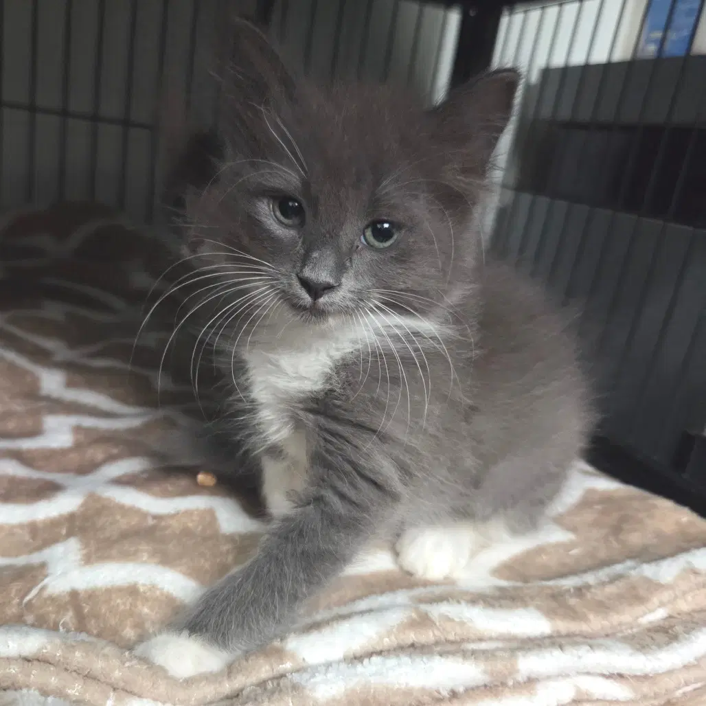 Penny - Domestic Long Hair