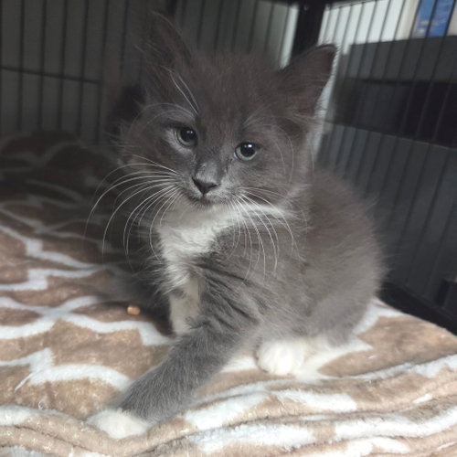 Penny, Domestic Long Hair (long coat)