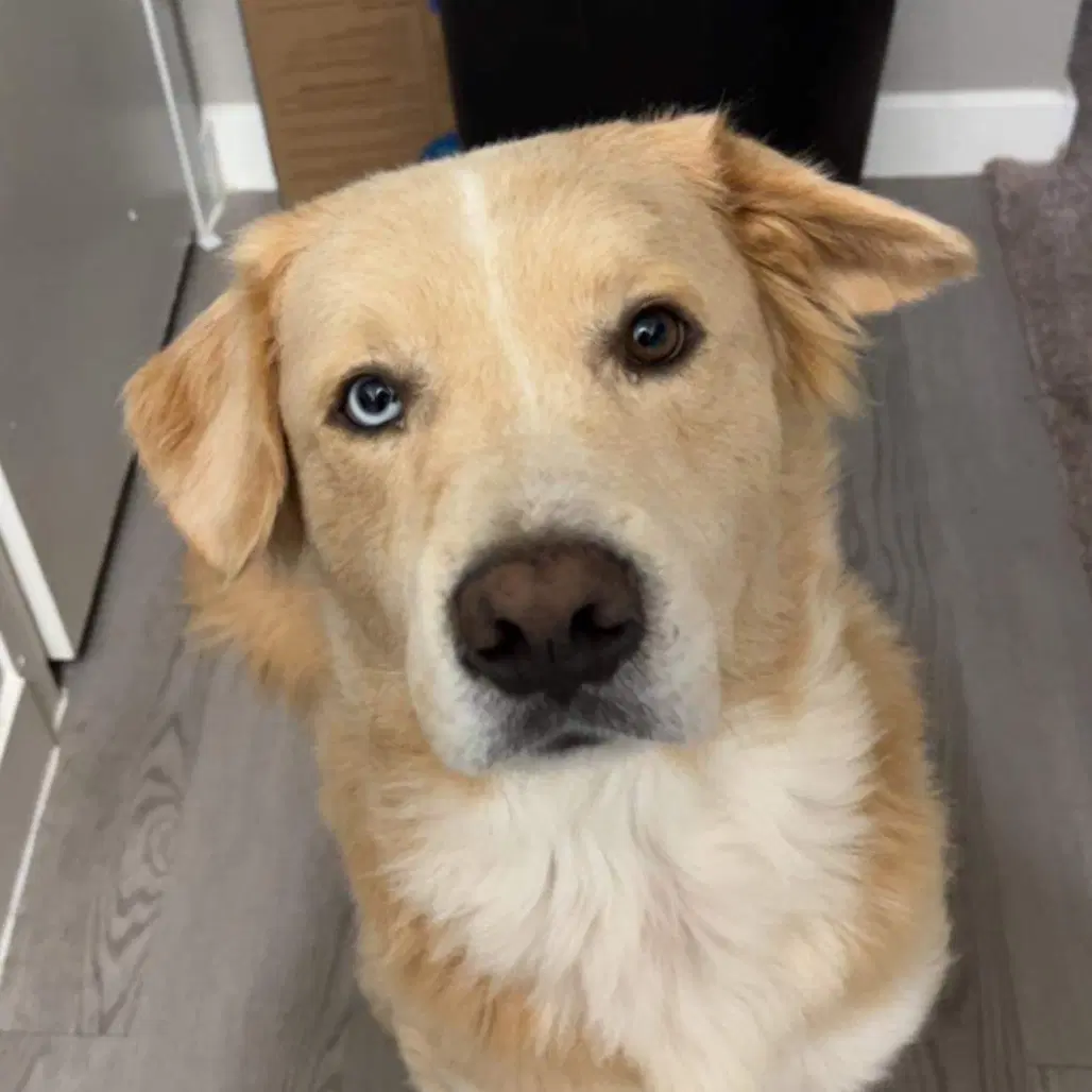 Raliegh Race - Golden Retriever