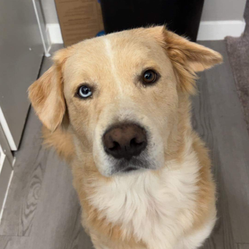Raliegh Race, Golden Retriever / Mixed