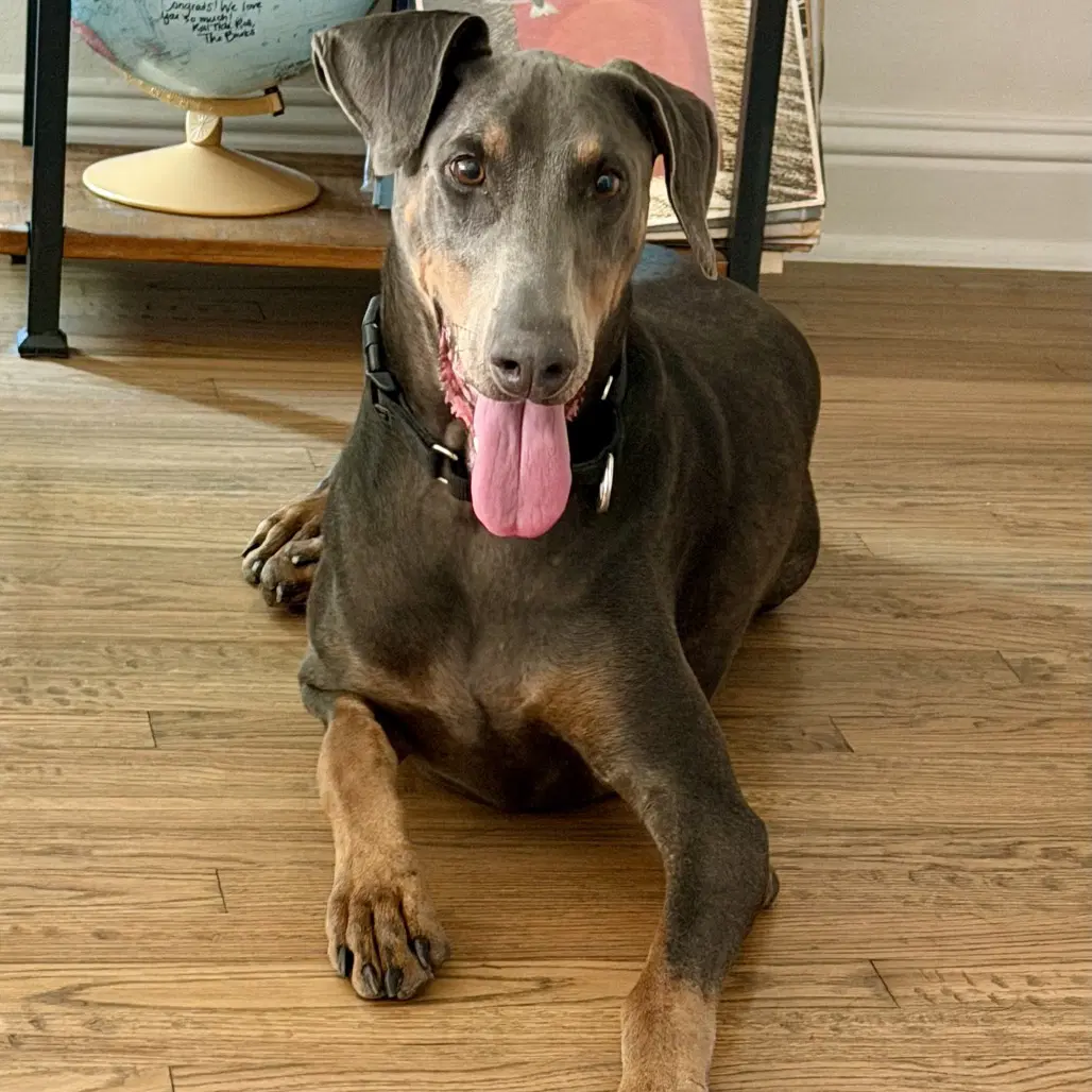 Fletcher - Doberman Pinscher