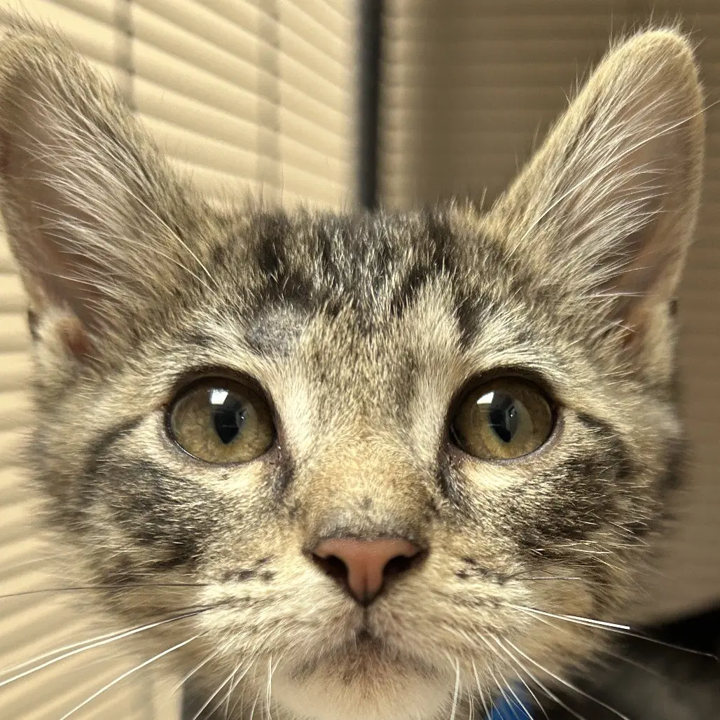 Sam - Domestic Short Hair