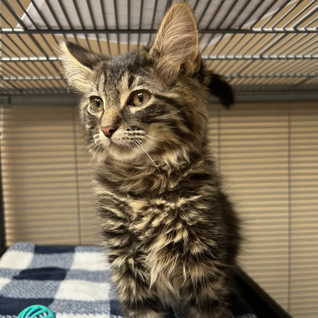 Simon - Domestic Short Hair