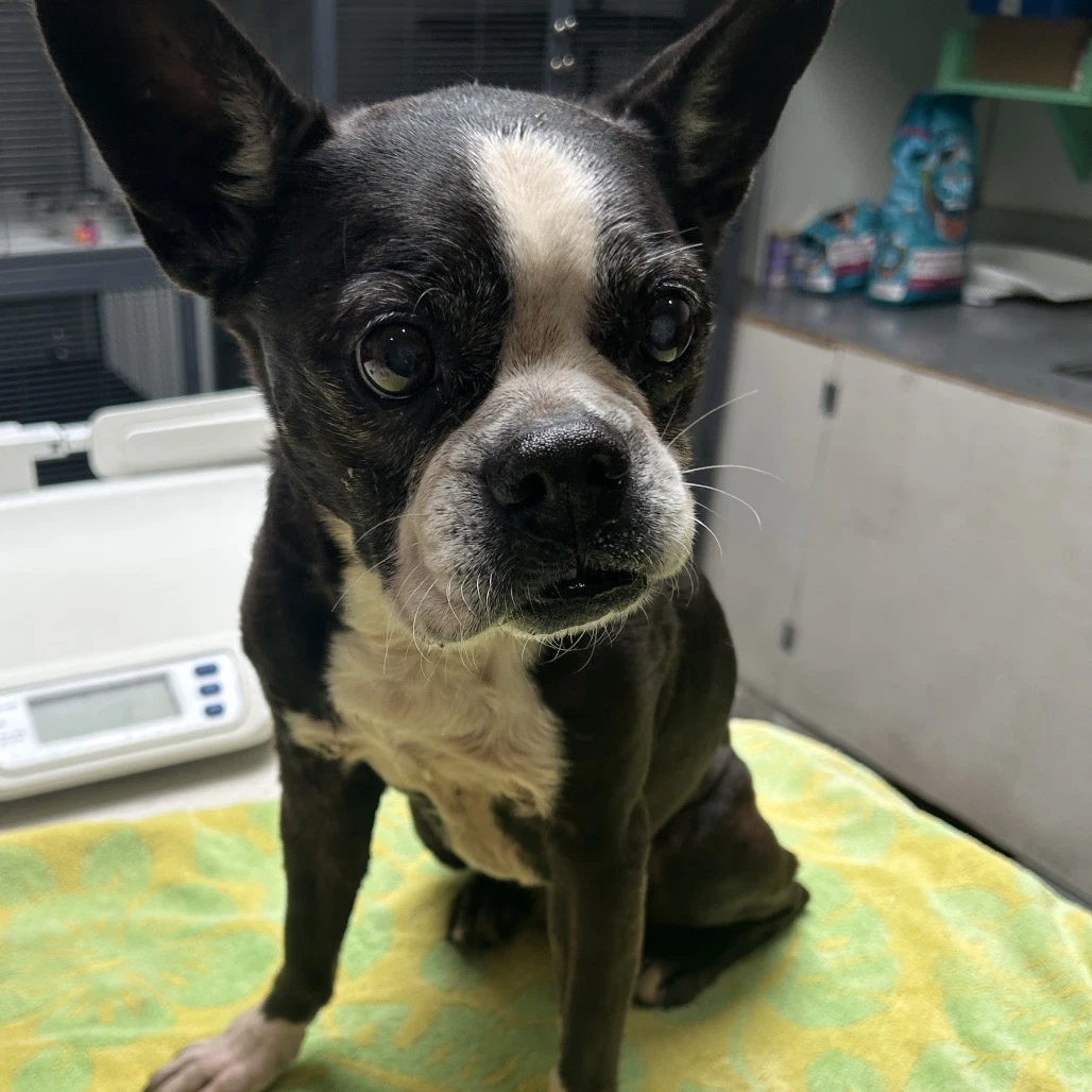 Lulu