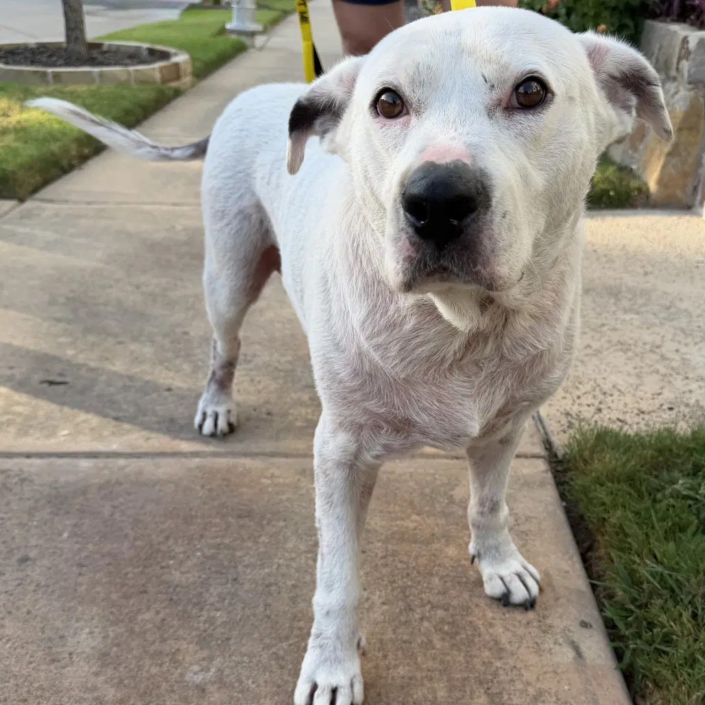Petey - Terrier