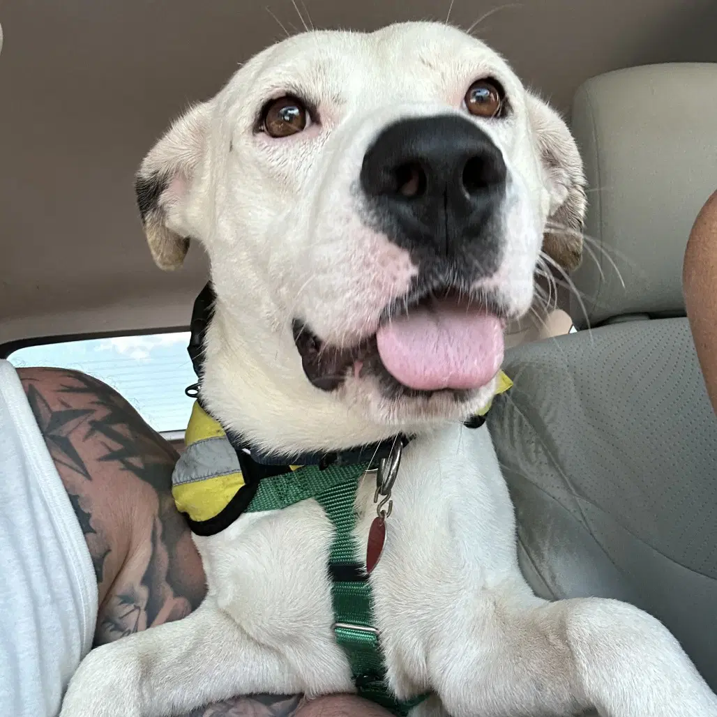 Petey image 3