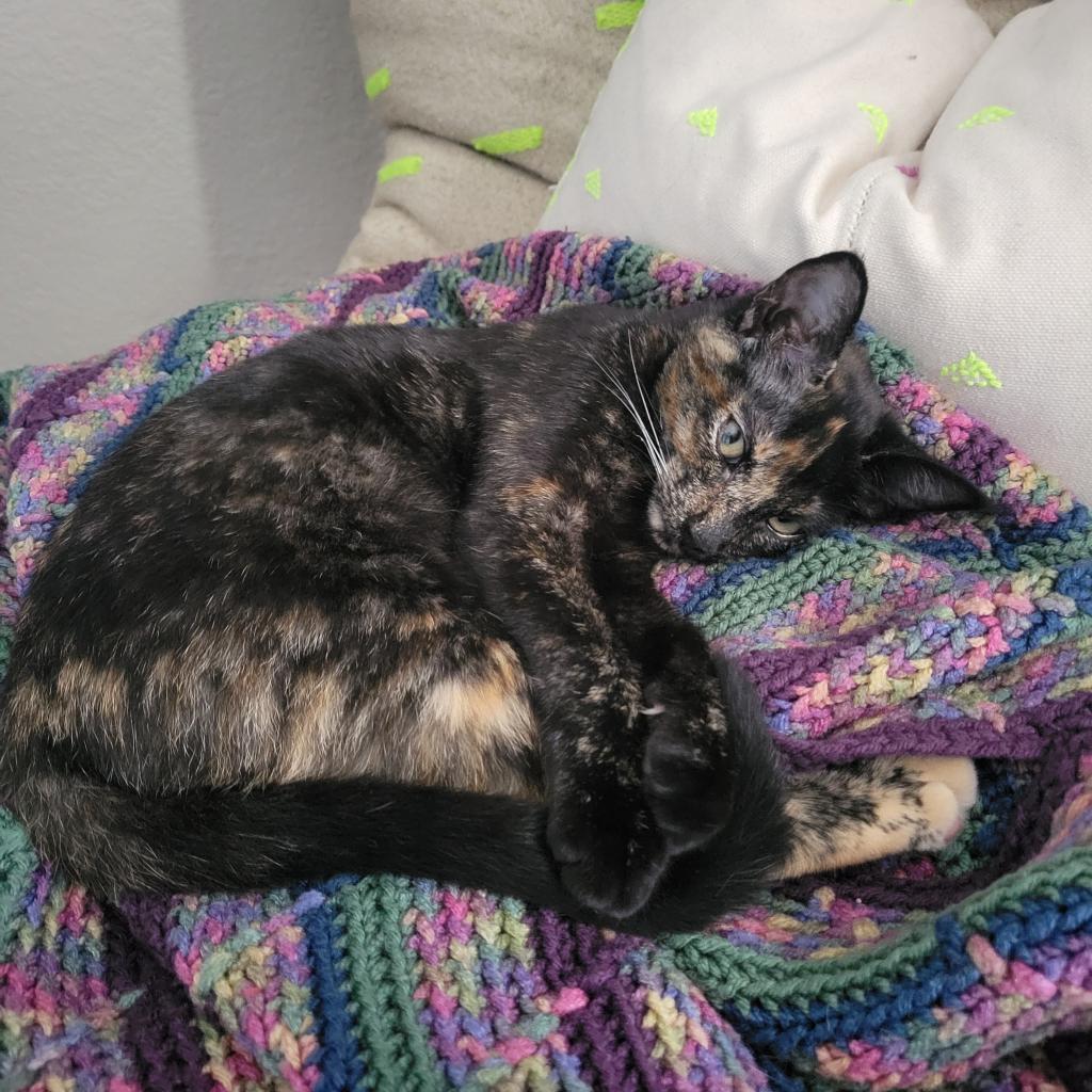 Nova, photo 3
