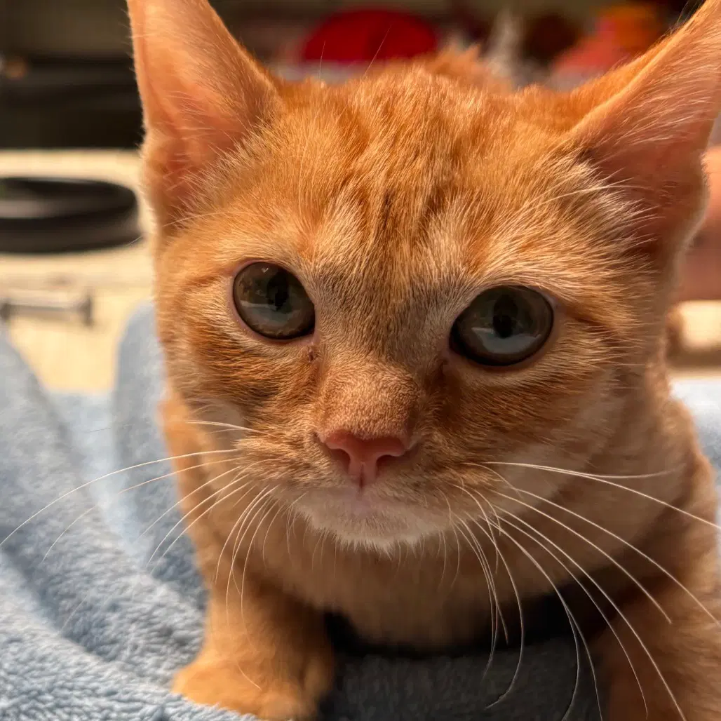 Santana - Domestic Short Hair