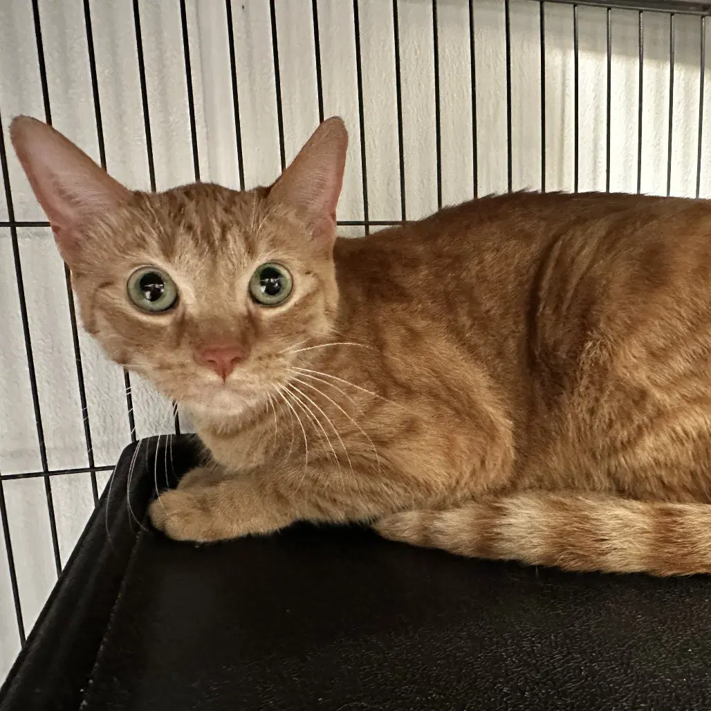 Santana - Domestic Short Hair