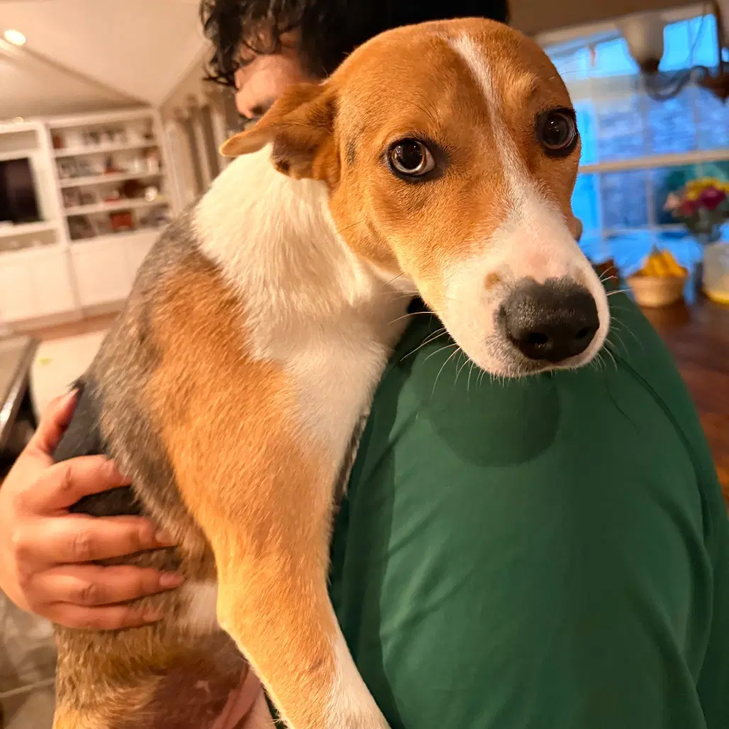 Puppy image 3