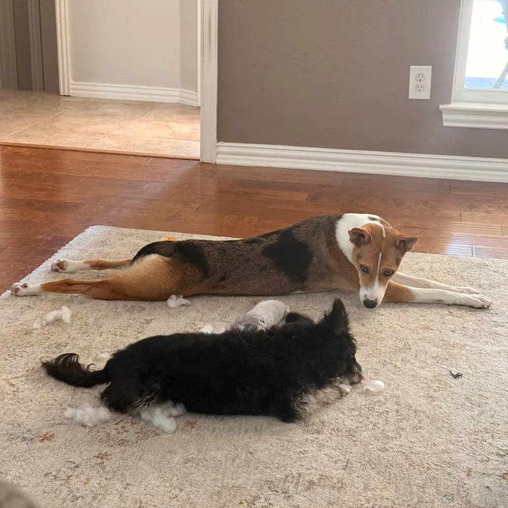 Puppy image 4