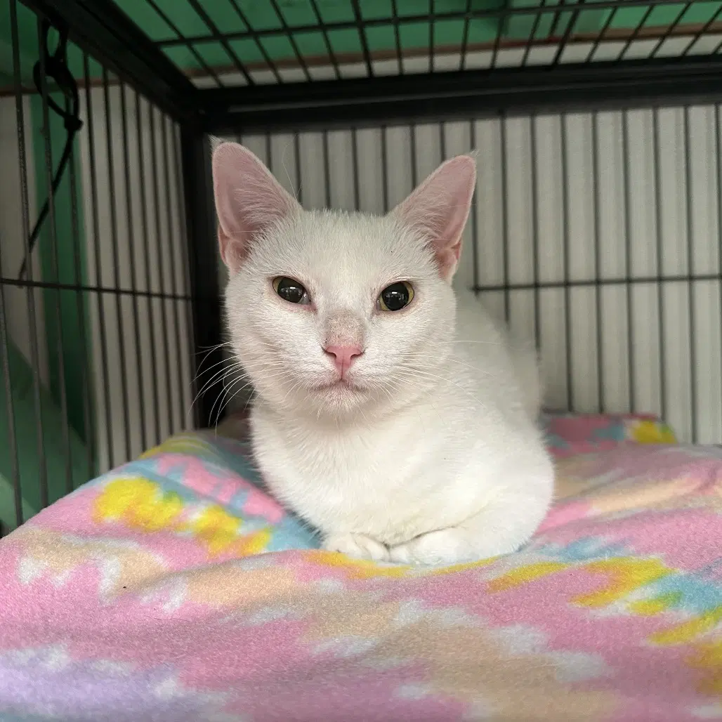 Judy - Domestic Short Hair
